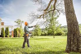 Professional Tree Care Services in Papillion, NE