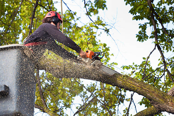 Best Tree Removal  in Papillion, NE